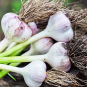 Garlic Cure