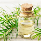 Tea Tree Oil